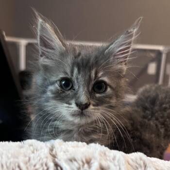 Sydney -  Domestic Medium Hair Cat for Adoption in Durham, North Carolina - Sydney | PetCurious