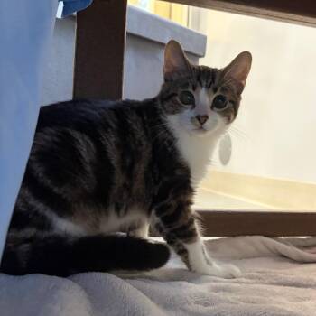 River -  Domestic Short Hair Cat for Adoption in Bedford, New Hampshire - River | PetCurious