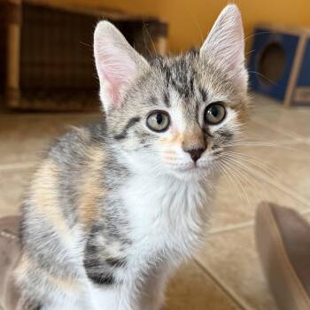 Domestic Short Hair Cats Available for Adoption in Bardstown, Kentucky - Marigold | PetCurious