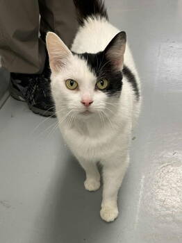 Rescue Domestic Short Hair Cats for Adoption in Covington, Virginia - Cruella | PetCurious