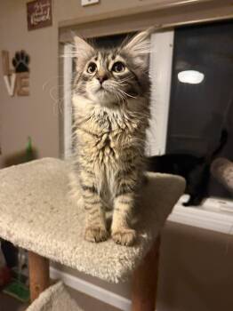 Maggie -  Domestic Medium Hair Cat for Adoption in Hinckley, Illinois - Maggie | PetCurious