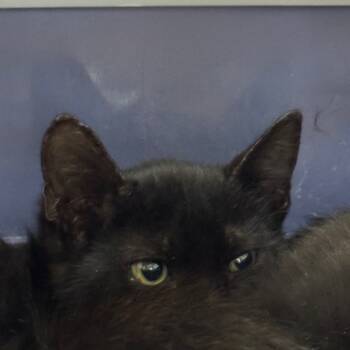 Rescue Domestic Short Hair Cats for Adoption in Galveston, Texas - Baby Saja | PetCurious