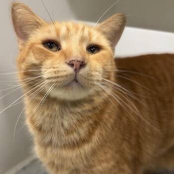 Cider -  Domestic Short Hair Cat for Adoption in New Castle, Delaware - Cider | PetCurious