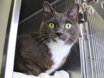 Domestic Short Hair Cats Available for Adoption in Tallahassee, Florida - DAPHNE | PetCurious