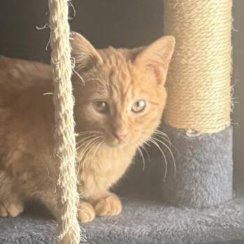 Domestic Short Hair Cats Available for Adoption - Ryder | PetCurious