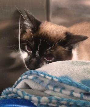 Domestic Short Hair Cats Available for Adoption in Ocala, Florida - Aqua | PetCurious