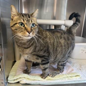 Domestic Short Hair Cats Available for Adoption - TIGRE | PetCurious