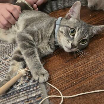 Lex Morano -  Domestic Short Hair Cat for Adoption in Los Angeles, California - Lex Morano | PetCurious