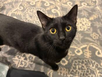 American Bobtail Cats Available for Adoption in Herndon, Virginia - Lysandra | PetCurious