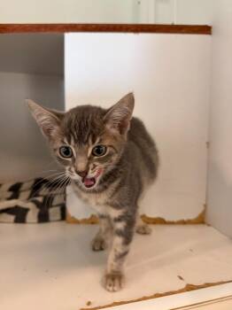 Daffy -  Domestic Short Hair Cat for Adoption in Hyde Park, New York - Daffy | PetCurious