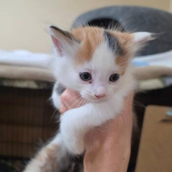 Miley -  Domestic Medium Hair Cat for Adoption in Potomac, Maryland - Miley | PetCurious