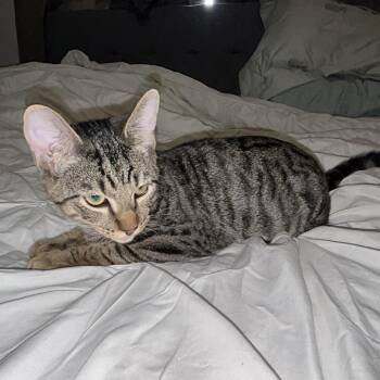 Domestic Short Hair Cats Available for Adoption - Ace, Toby, Pricilla | PetCurious