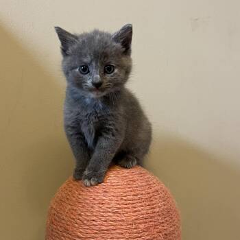 Rescue American Shorthair Cats for Adoption in Atglen, Pennsylvania - Alexandra | PetCurious