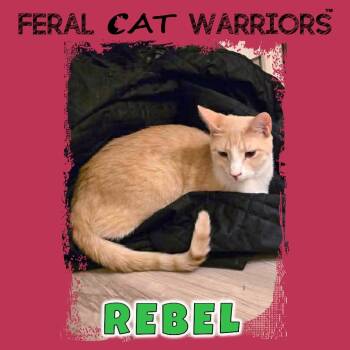 Rescue Domestic Short Hair Cats for Adoption in Kingman, Arizona - Rebel | PetCurious