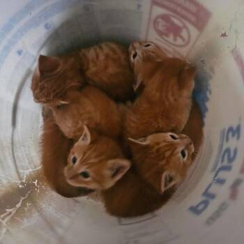 Domestic Short Hair Cats Available for Adoption in Madison, Wisconsin - Sunkist | PetCurious
