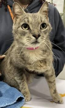 Domestic Short Hair Cats Available for Adoption - QDOBA | PetCurious