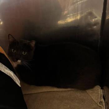 Meatball -  Domestic Short Hair Cat for Adoption in Edwardsville, Illinois - Meatball | PetCurious
