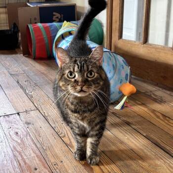 Rescue Domestic Short Hair Cats for Adoption in Queenstown, Maryland - Skye | PetCurious