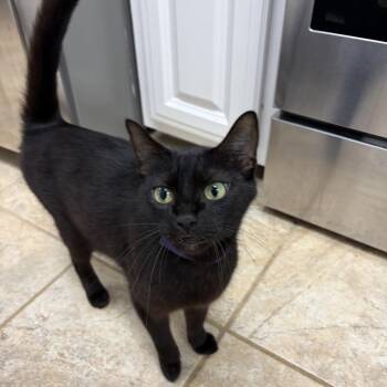 Domestic Short Hair Cats Available for Adoption in Columbiana, Alabama - Samantha | PetCurious