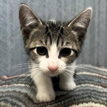 Lynx -  Domestic Short Hair Cat for Adoption in Lenexa, Kansas - Lynx | PetCurious