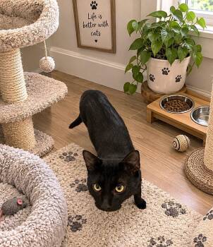 Luke -  Domestic Short Hair Cat for Adoption in Fort Myers, Florida - Luke | PetCurious