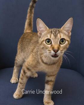 Carrie Underwood -  Domestic Short Hair Cat for Adoption in Slidell, Louisiana - Carrie Underwood | PetCurious