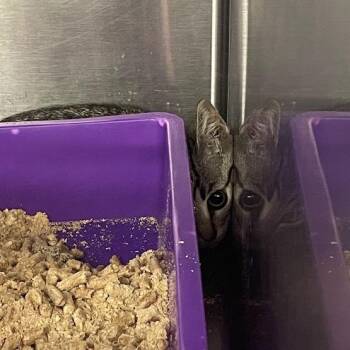 Aurora -  Domestic Short Hair Cat for Adoption in Port Charlotte, Florida - Aurora | PetCurious