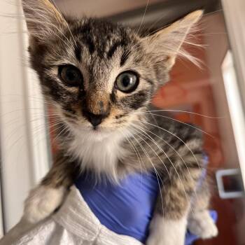 Scout -  Domestic Short Hair Cat for Adoption in Kanab, Utah - Scout | PetCurious
