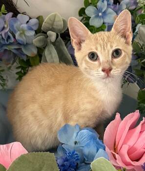 Rescue Domestic Short Hair Cats for Adoption in Stillwater, Oklahoma - 6/6/25 - Eric | PetCurious