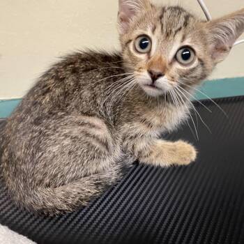 Misifu -  Domestic Short Hair Cat for Adoption in Pasadena, California - Misifu | PetCurious