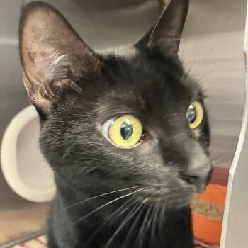 Domestic Short Hair Cats Available for Adoption in Port Charlotte, Florida - Penny | PetCurious