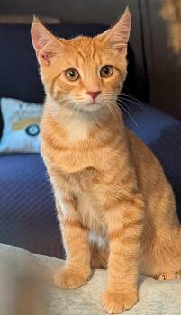 Woodstock -  Domestic Short Hair and Tabby Cat for Adoption in Everettville, West Virginia - Woodstock | PetCurious