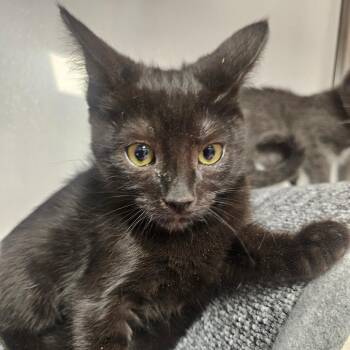 Mali -  Domestic Short Hair Cat for Adoption in Grantsville, Utah - Mali | PetCurious