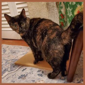 Aida (Addie) -  Tortoiseshell Cat for Adoption in Lansdowne, Pennsylvania - Aida (Addie) | PetCurious