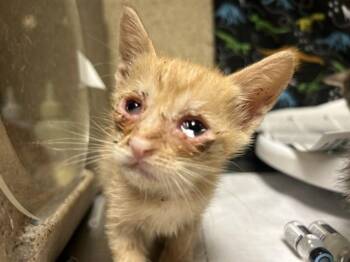 CHUCKIE FINSTER -  Domestic Short Hair Cat for Adoption in Riverside, California - CHUCKIE FINSTER | PetCurious