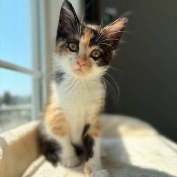 Starfire -  Domestic Short Hair Cat for Adoption in West Olive, Michigan - Starfire | PetCurious