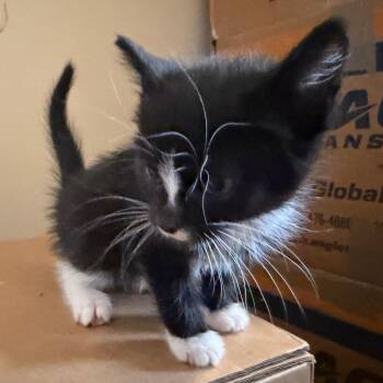 Rian (Available 6/11) -  Domestic Short Hair Cat for Adoption in Silver Spring, Maryland - Rian (Available 6/11) | PetCurious