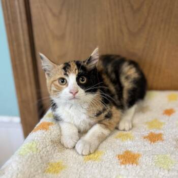 Domestic Short Hair Cats Available for Adoption in Fargo, North Dakota - Tibia | PetCurious