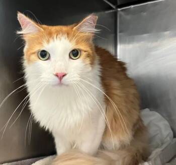 Teddy -  Domestic Medium Hair Cat for Adoption - Teddy | PetCurious