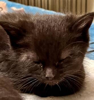 Domestic Short Hair Cats Available for Adoption in Port Washington, Wisconsin - Goby | PetCurious