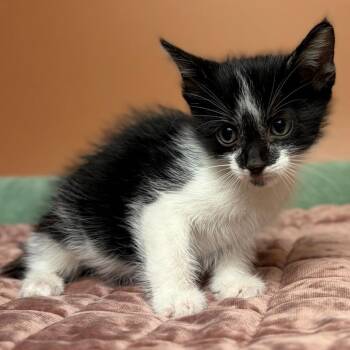 Napoleon -  Domestic Short Hair Cat for Adoption in San Antonio, Texas - Napoleon | PetCurious