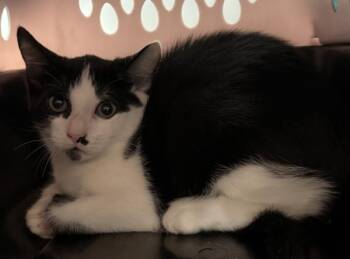 Snowflake -  Domestic Short Hair Cat for Adoption - Snowflake | PetCurious