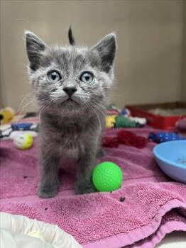 ZIGGY -  Domestic Short Hair Cat for Adoption in Santa Fe, New Mexico - ZIGGY | PetCurious