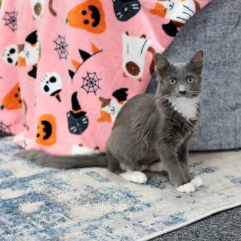 Rescue Domestic Medium Hair Cats for Adoption in Morgan Hill, California - Ouiser | PetCurious