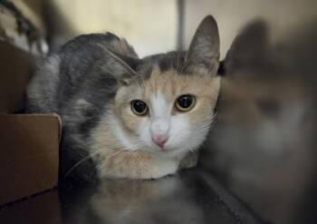 Schoolhouse Rock -  Domestic Short Hair Cat for Adoption in Westland, Michigan - Schoolhouse Rock | PetCurious