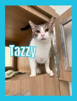 Tazzy -  Domestic Short Hair Cat for Adoption in Bossier City, Louisiana - Tazzy | PetCurious