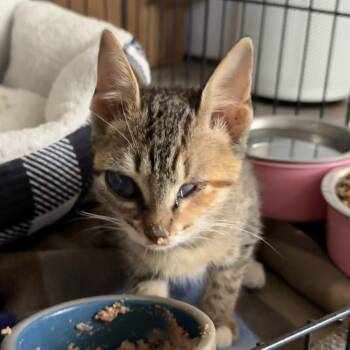 Fiona -  Domestic Short Hair Cat for Adoption in San Saba, Texas - Fiona | PetCurious