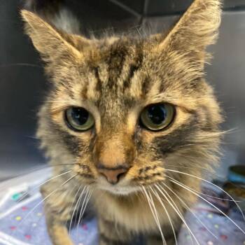 Domestic Medium Hair Cats Available for Adoption in Newport, North Carolina - Wookie | PetCurious