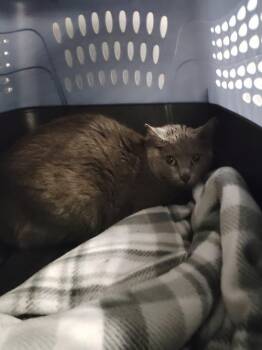 Domestic Short Hair Cats Available for Adoption in Republic, Missouri - Chelsea | PetCurious