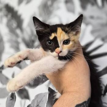 Domestic Medium Hair Cats Available for Adoption in Wahiawa, Hawaii - Rosalina | PetCurious